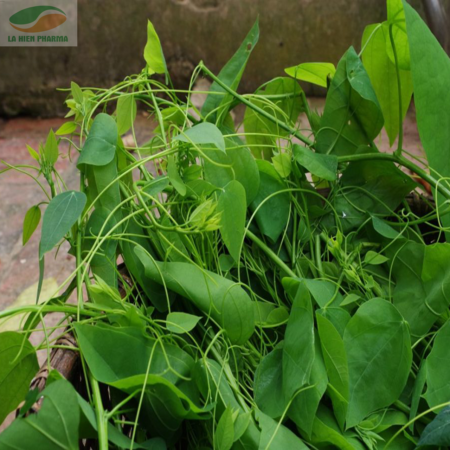 Cây bò khai trắng