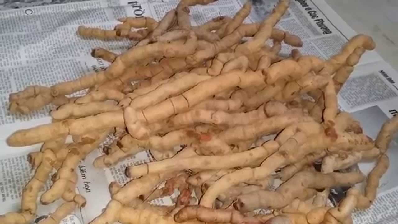 Bài thuốc tăng thêm sức yêu cho quý ông 2 cu ba kich tim