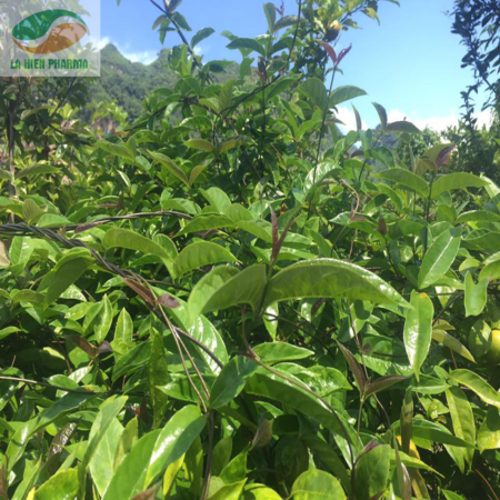 Khu vực trồng ba kích tím