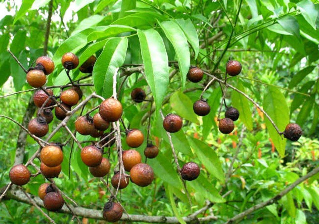 5 Tác Hại của Quả Bồ Hòn bạn cần phải biết trước khi sử dụng 1 Hình ảnh cây bồ hòn trưởng thành với lá xanh và rất nhiều quả chín