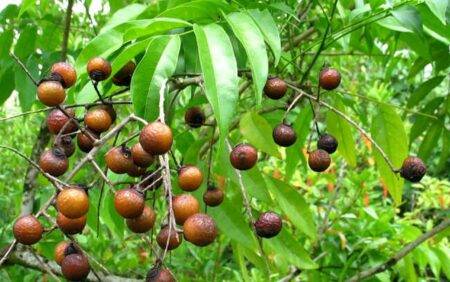 Hình ảnh cây bồ hòn trưởng thành với lá xanh và rất nhiều quả chín