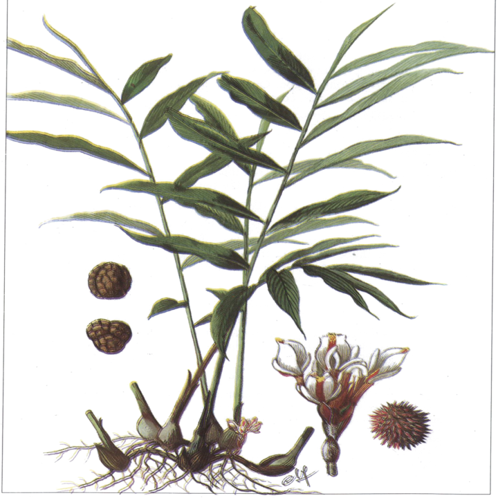 Kỹ thuật trồng Sa nhân 1 Sa nhân