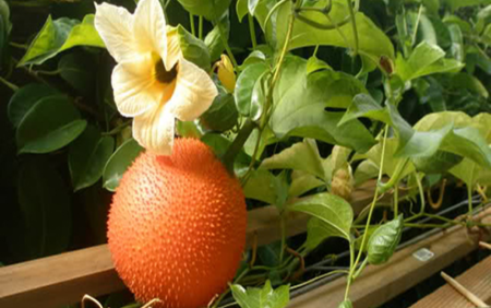 Hình ảnh cây Gấc có hoa và quả Gấc chín trên cây.