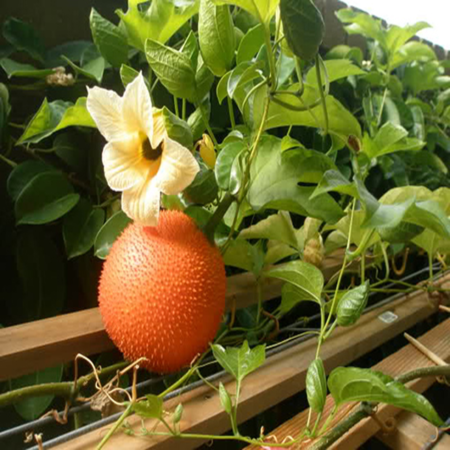 Hình ảnh cây Gấc có hoa và quả Gấc chín trên cây.