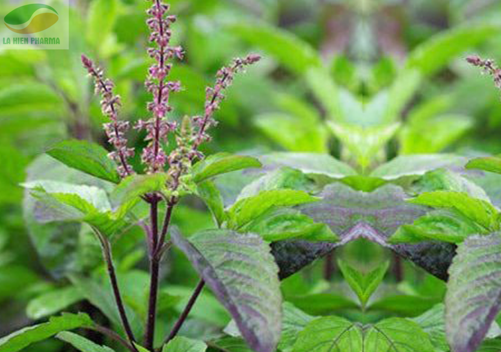 Cận cảnh một cành hương nhu tía với lá và bông hoa