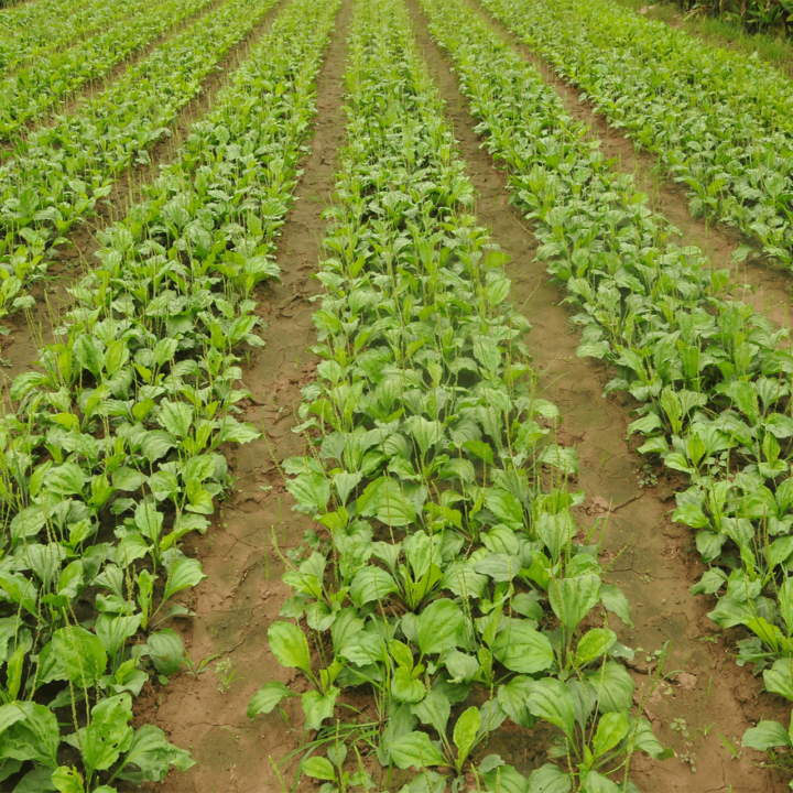 Mã Đề (Plantago major L.) 1 Mã đề