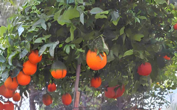 Hình ảnh cây Gấc với rất nhiều quả chín 