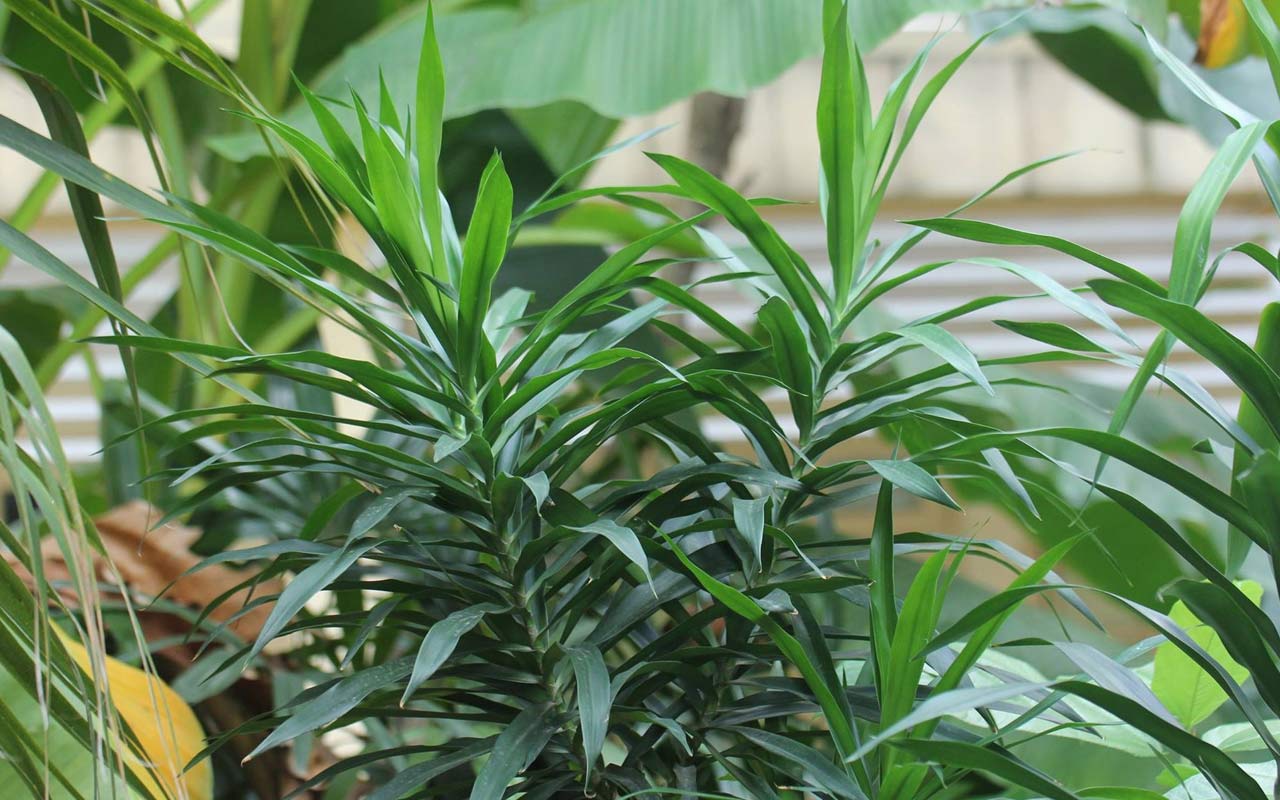 Phân biệt Sâm cau và Bồng bồng chính xác nhất 6 Bồng bồng