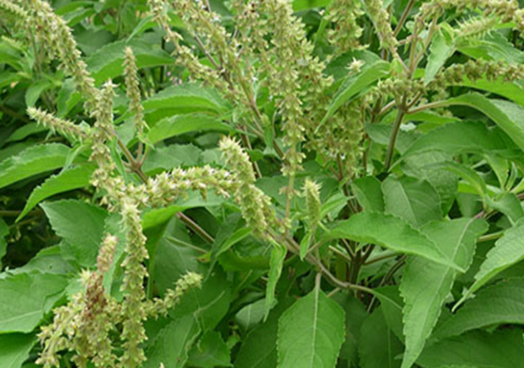 Hình ảnh cây hương nhu trắng với hoa, quả và lá