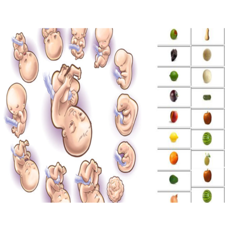 Bảng trọng lượng đối chiếu với tuổi