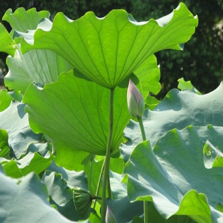 SEN (Nelumbo nucifera Gaertn.) 1 Lá Sen dùng trong thuốc Giảm cân La Hiên