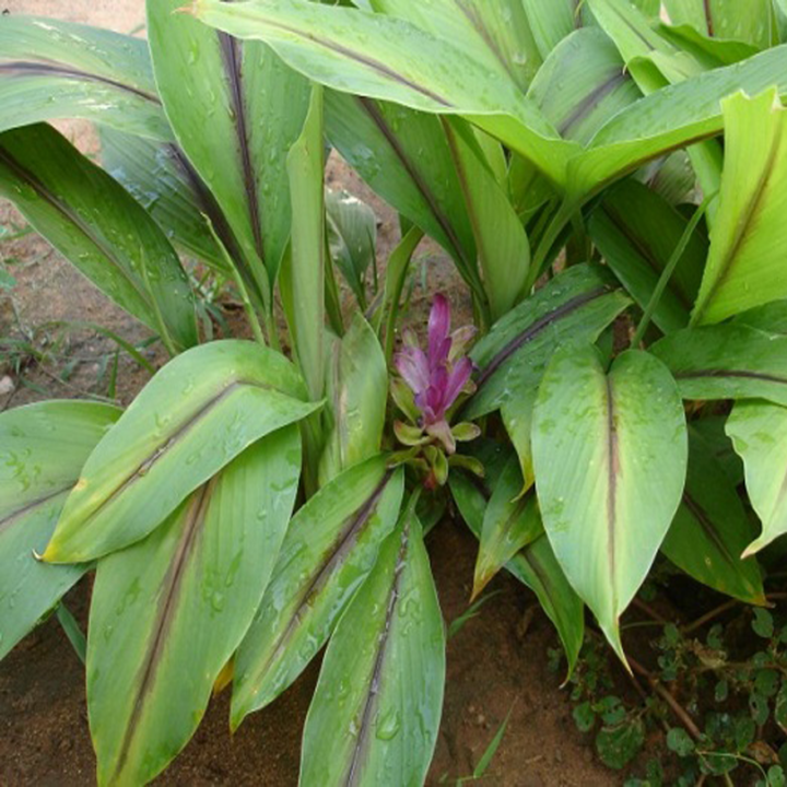 Nghệ đen (Curcuma zedoaria Roscoc) 1 Nghệ đen