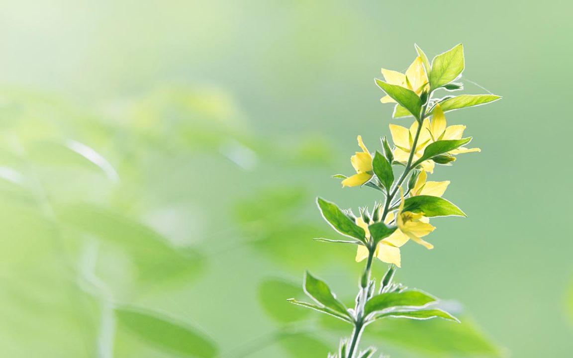 Cây giống La Hiên