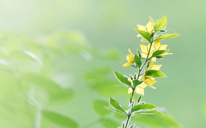 Cây giống La Hiên