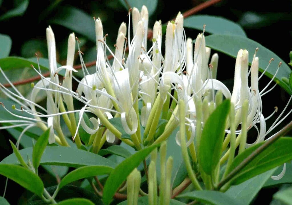 Hình ảnh một chùm hoa của cây kim ngân