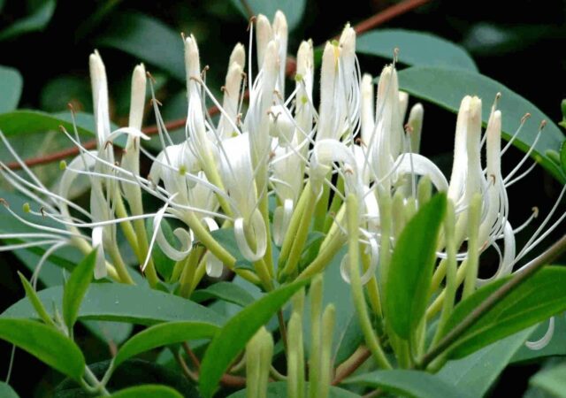 Hình ảnh một chùm hoa của cây kim ngân